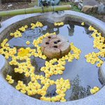 ぷかぷか浮くその正体は一体!？京都の粟田神社手水がアヒルでいっぱいになって可愛いと話題に!