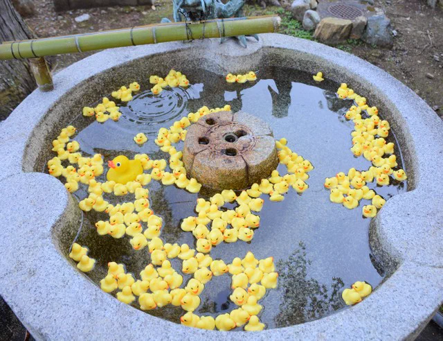 ぷかぷか浮くその正体は一体！？京都の粟田神社手水がアヒルでいっぱいになって可愛いと話題に！