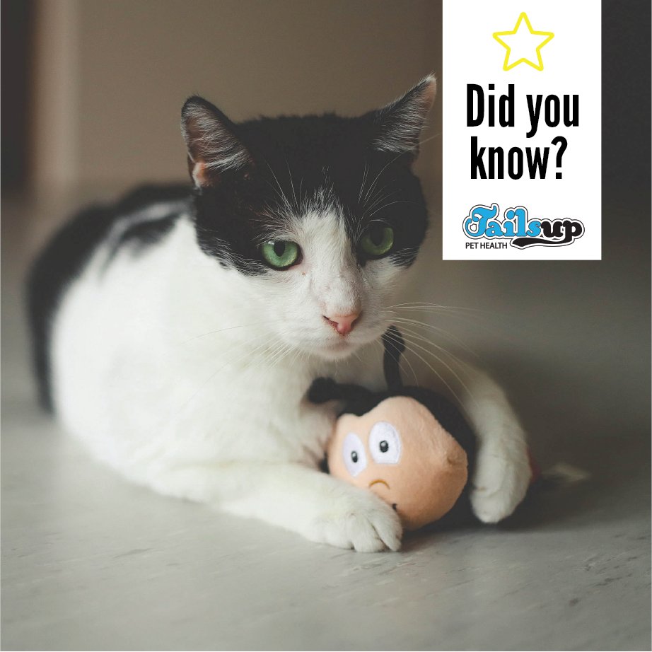 RT https://t.co/0ng44Yw3vT RT @TailsUpKZN: Cats have more than 100 vocal sounds. #tailsup #petstore #petshop #pets #cat #dogs #petlovers #doglovers #petsupplies #cats https://t.co/gunje0JxRN