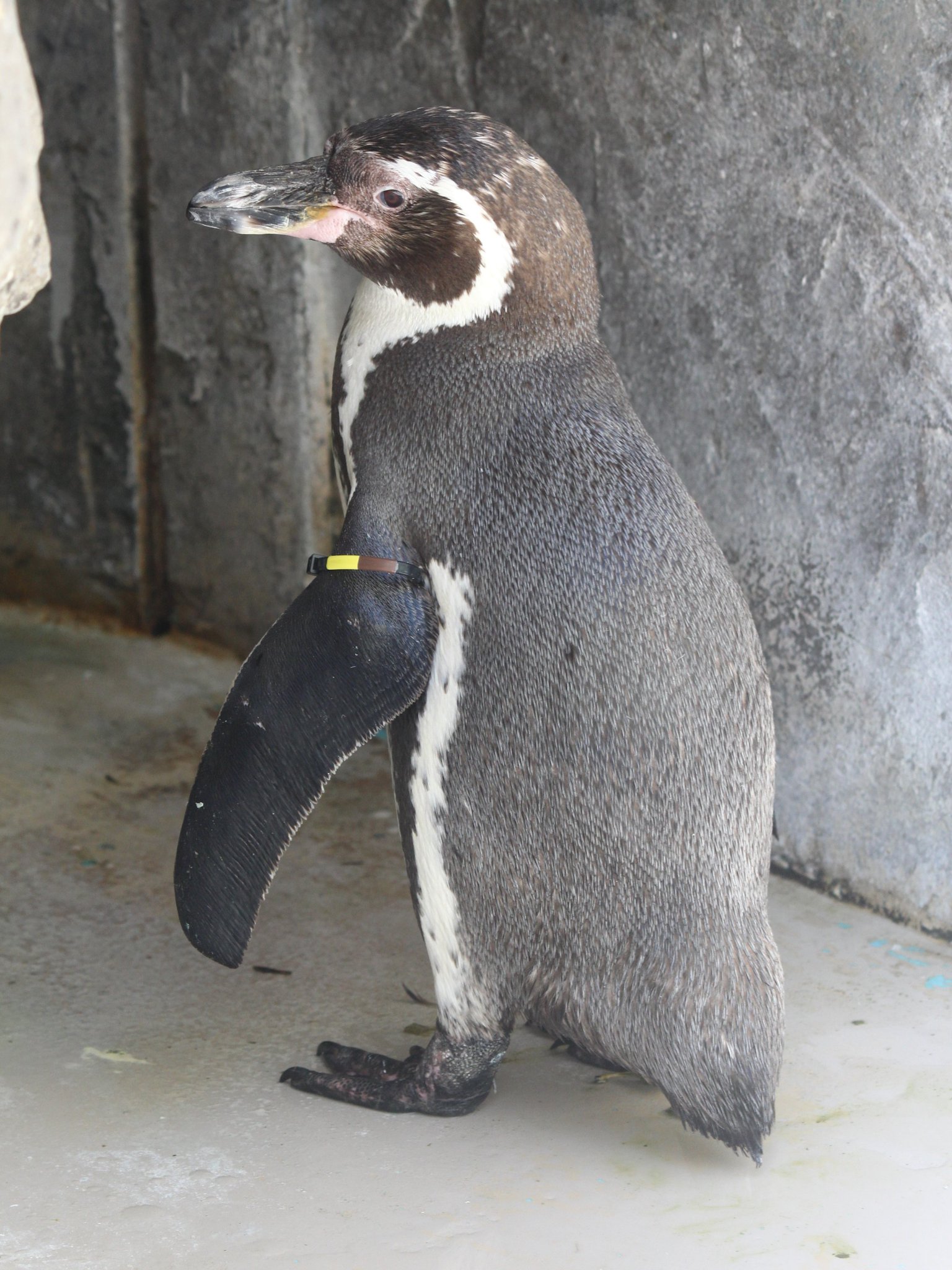 新潟市水族館マリンピア日本海pr 公式 当館で2番目に高齢のフンボルトペンギンが 今日の午前に亡くなりました 33歳5か月でした 長い間 ありがとうございました 飼育下でのフンボルトペンギンの生存期間は 30歳ほど 新潟市水族館マリンピア日本海pr 公式 当館で2番目に高齢のフンボルトペンギンが 今日の午前に亡くなりました 33歳5か月でした 長い間 ありがとうございました 飼育下でのフンボルトペンギンの生存期間は 30歳ほど