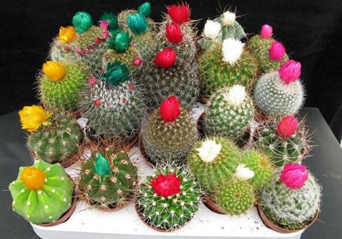 حتى الأشواك تزهر عندما تجد الاهتمام ...
اهتموا بمن تحبون ...