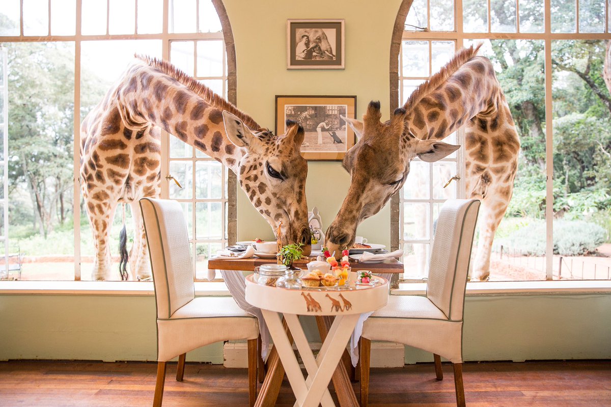 they’d probably stay at giraffe manor, tbh it’s insane that giraffes can jus pop in thru the windows anytime lol, h would probably make dumb jokes about it and she would laugh regardless