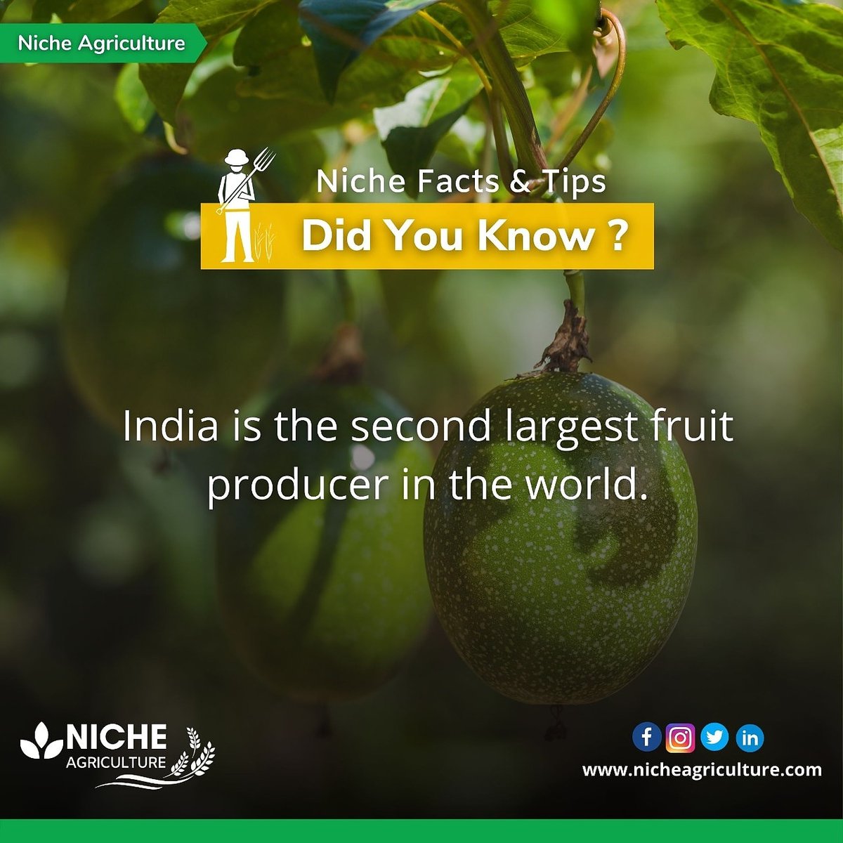 agriculturefacts.india
.
.
.
.
.

@agriculturefacts.india
@agriculturefacts.india
@agriculturefacts.india
@agriculturefacts.india
.
.
.
.
.
.
.
.
#India #fruit #world #producer #nicheagriculture #agriculture #agricultureglobal #agristudent #agriculturist #agriquiz #agricos #ibps