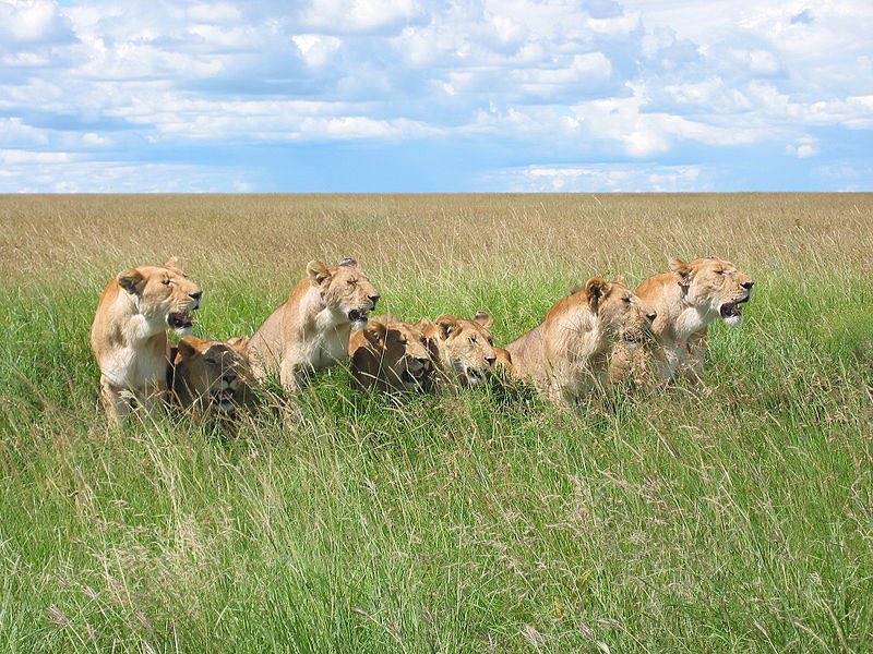 h and his girl would deffo go on safari, when I went, even though I was young it’s such a majestic experience, h would be so enthralled by like the wild life and the scenery and she’d find it so adorable, fall a little bit more for him