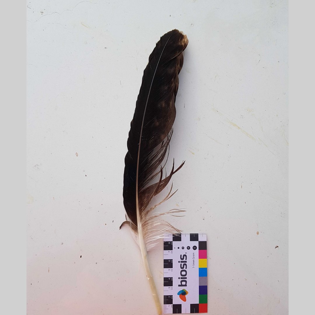 BiosisAU's tweet photo. Pretty bloody big feather, courtesy of a wedge-tailed eagle. Was it from that bird who photobombed us? We will never know...
π·by @BiosisAU Zoologist Matt Hyde
#NationalBirdWeek #BiosisAU #FieldworkFinds https://t.co/MunsNDKd3A