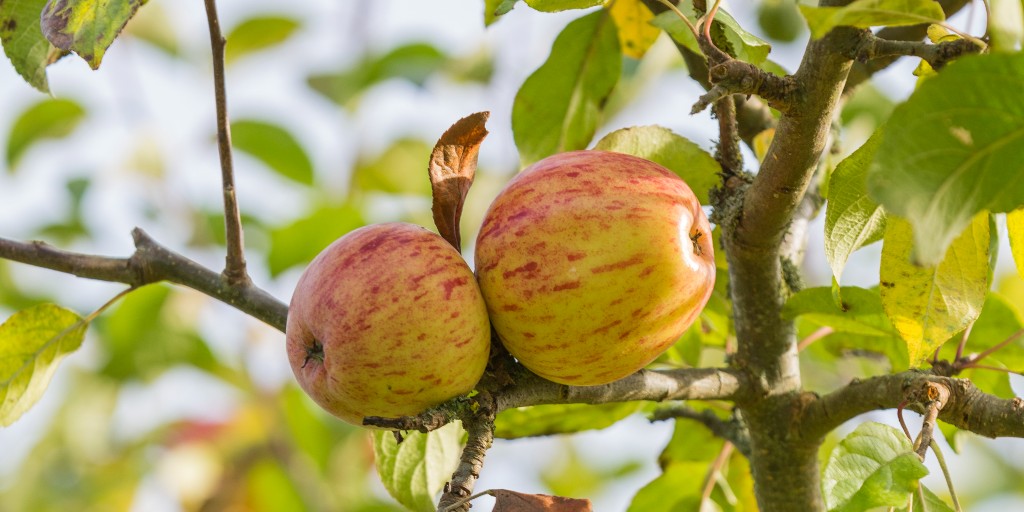 Today is #AppleDay, one of the core moments of autumn: ow.ly/Elq450BXgFL Celebrate the humble apple with a golden and delicious recipe, a spot of apple bobbing at home, wassailing practice in the garden and maybe take a wander through an orchard near you.