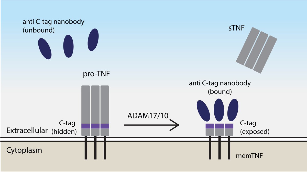 Not only our beloved IL-1β is regulated by proteolytic cleavage, but also its equally inflammatory cousin TNF. Studying TNF cleavage is tricky, especially at the single-cell level in living cells. Francesca Pinci and <a href="/mogaidt/">mogaidt</a> took on this challenge and constructed a reporter ...