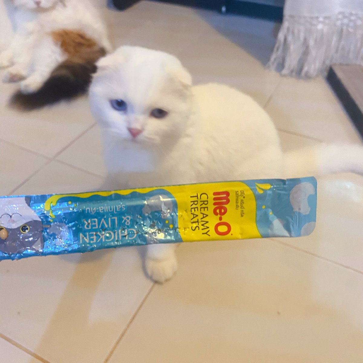 ૮꒰˵• ﻌ •˵꒱ა tweet media