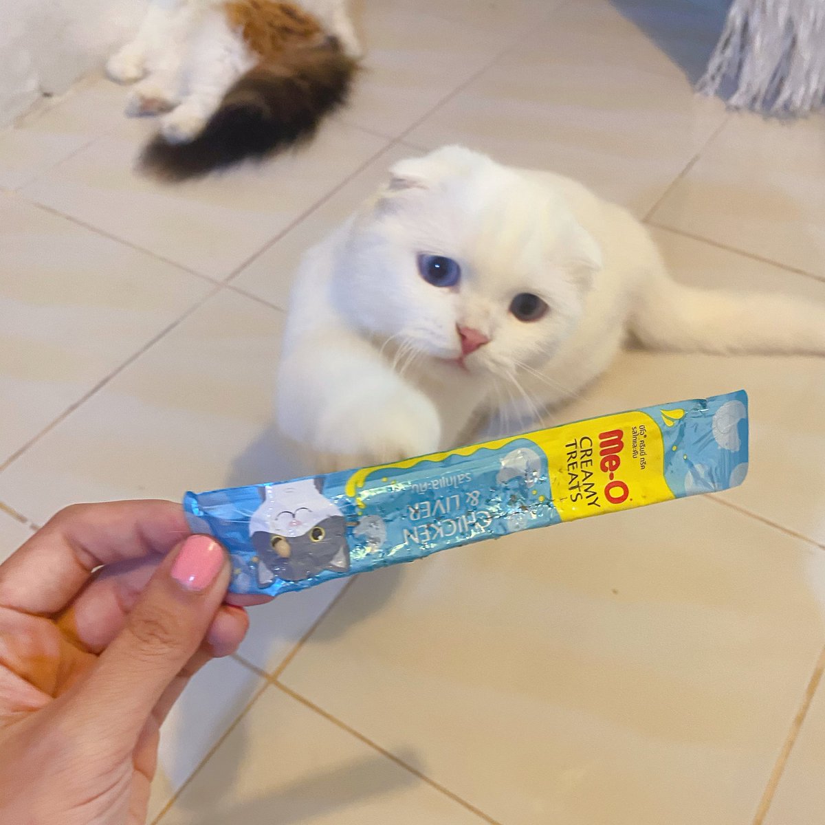 ૮꒰˵• ﻌ •˵꒱ა tweet media