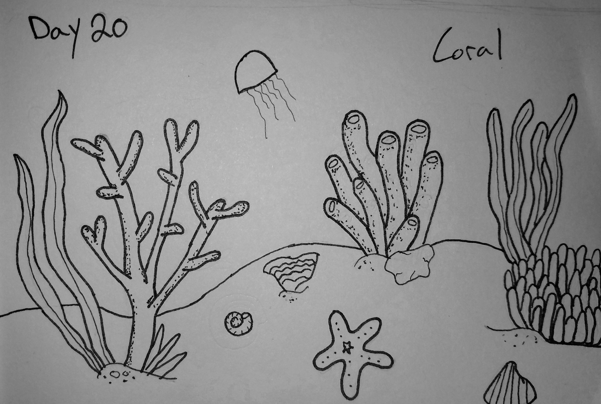 Easy Coral Drawings Rosecliff Heights Underwater Coral Reef Depths II