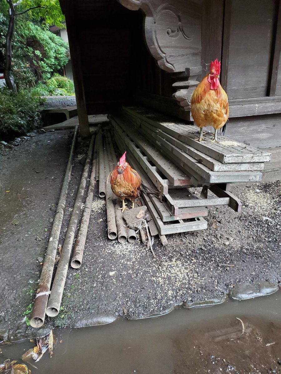 コッコ 鶏達が雨をしのぐ場所から 足場と鉄パイプが撤去されました 鶏の体が冷えないように 足元には木製の板を入れてもらうようにお願いしております 皆様 ありがとうございます 谷保天満宮の鶏