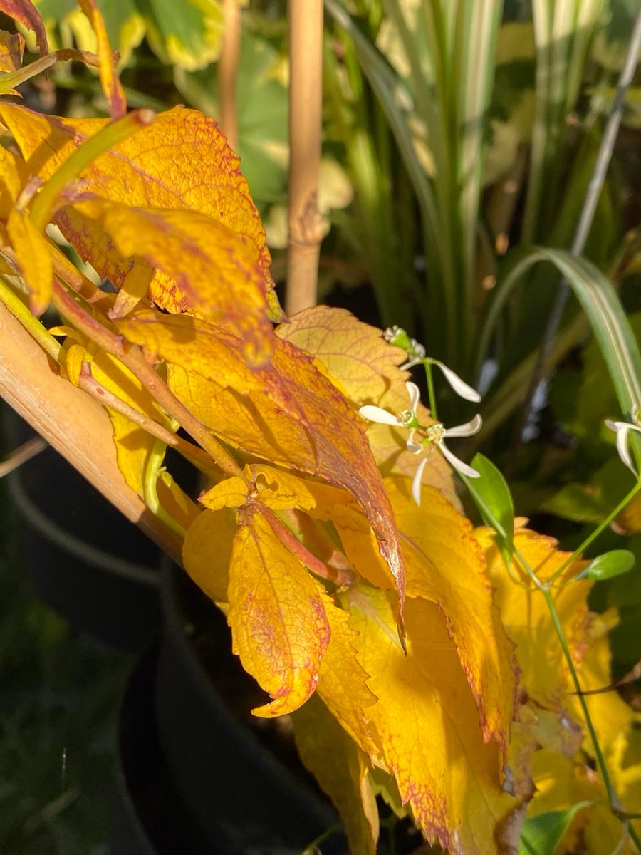 alaindelavie's tweet photo. L’or du platycodon #automne #automne2020 #balcon #balcon2020 #Paris
https://t.co/EnQPjS2Bsh https://t.co/UzucvcLQhL