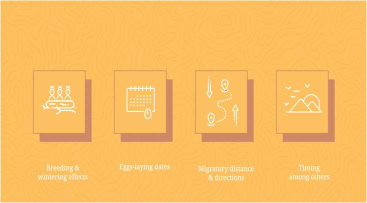 FundacionMigres's tweet photo. #MigratoryBirds 🐦 are used to detect threats to ecosystems caused by #ClimateVariations by obtaining measures on the below 4 categories! An interview with #Ornithologist Alejandro Onrubia explains more. ✅        

➡️ https://t.co/UvG1taOMLp https://t.co/FmZvrPWwcW