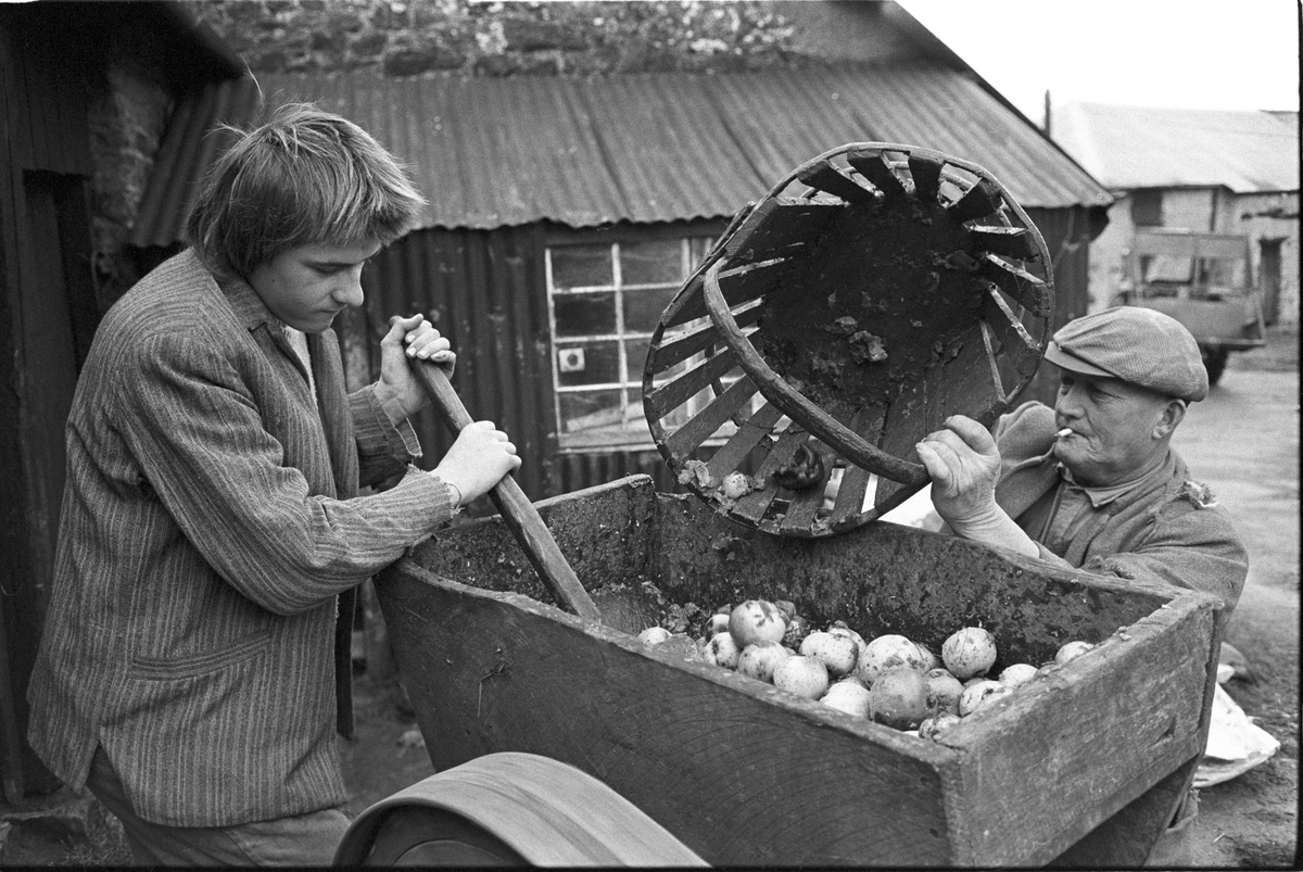 Men using apple crusher, Hacknell, Burrington, December 1975. Photograph by my Dad ©Beaford Arts @beaford @LittleToller @CommonGroundLab @BridportArts #AppleDay #Devon #photography beafordarchive.org/archive-image/…
