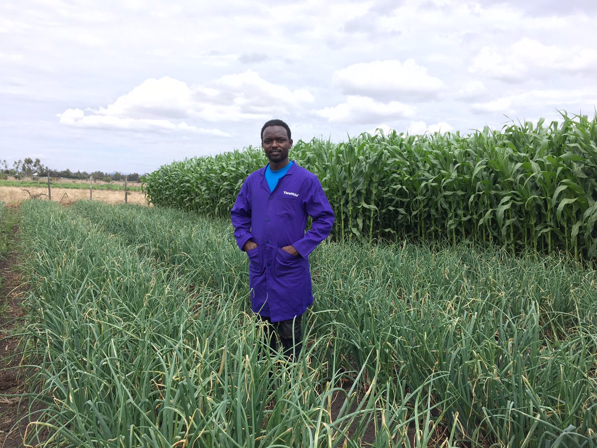 diangaronald's tweet photo. About to go Live on @YaraKenya Facebook and Twitter handle to discuss all matters onion 🧅 farming with Yara Crop Nutrition program. 

You cant afford to miss this. Tune in at 11am.

#MboleaNiYara 

@rodgers_kirwa @Billngeno https://t.co/FmVgJ22Cls
