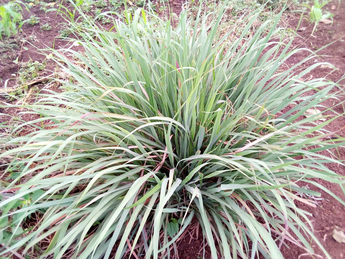 kayemba_b's tweet photo. Lemon grass is a folk remedy that promote sleep, relieve pain,swelling and boost immunity. It contain citronella oil which repels away mosquitoes and thus reducing fever. #schoolstreeproject # FAO # WFP https://t.co/RnbDqElc7N