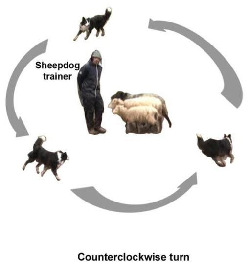 Symmetry_MDPI's tweet image. #mdpisymmetry Article "Relationship between Motor #Laterality and Aggressive Behavior in Sheepdogs" is available at mdpi.com/2073-8994/11/2…

#brainasymmetry 
@unibait