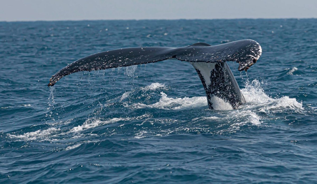 MillsCharters's tweet image. Comment from one of our beautiful regulars Carole Carroll about today’s whales: “The little Humpabck calf started splashing a little way off today but then Mum must have told him to settle down 😂 beautiful morning out, some gorgeous tails on display” Pics: Wayne O'Meara