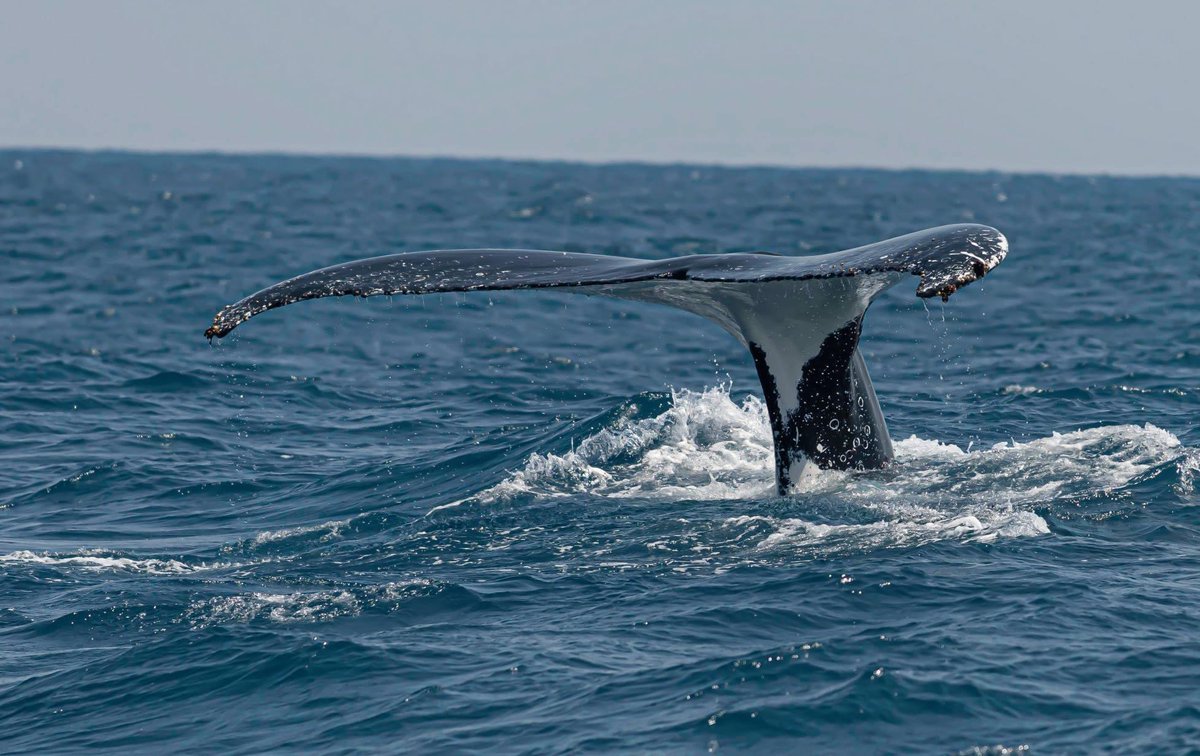 MillsCharters's tweet image. Comment from one of our beautiful regulars Carole Carroll about today’s whales: “The little Humpabck calf started splashing a little way off today but then Mum must have told him to settle down 😂 beautiful morning out, some gorgeous tails on display” Pics: Wayne O'Meara