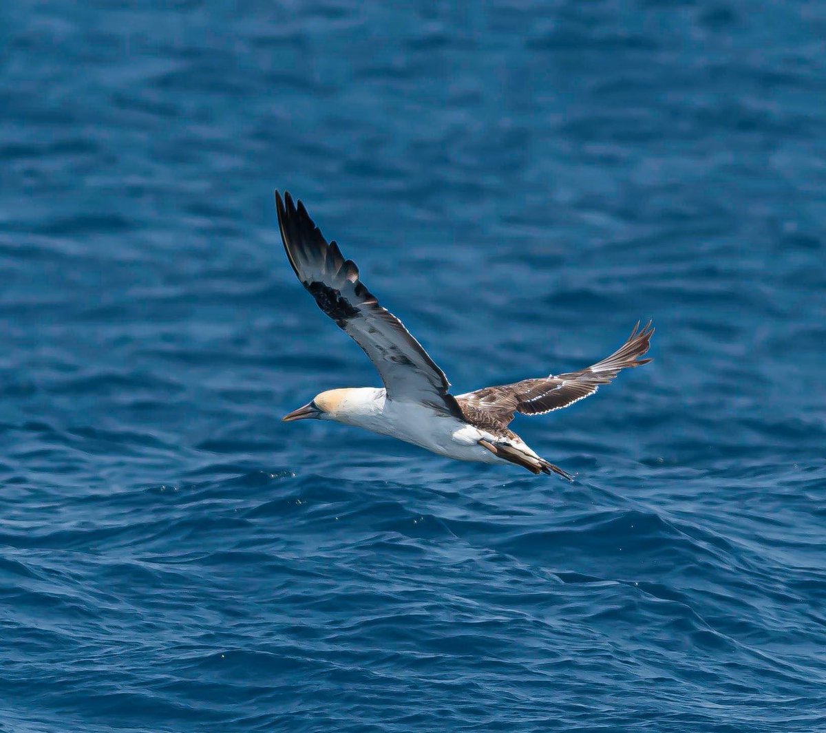 MillsCharters's tweet image. Comment from one of our beautiful regulars Carole Carroll about today’s whales: “The little Humpabck calf started splashing a little way off today but then Mum must have told him to settle down 😂 beautiful morning out, some gorgeous tails on display” Pics: Wayne O'Meara