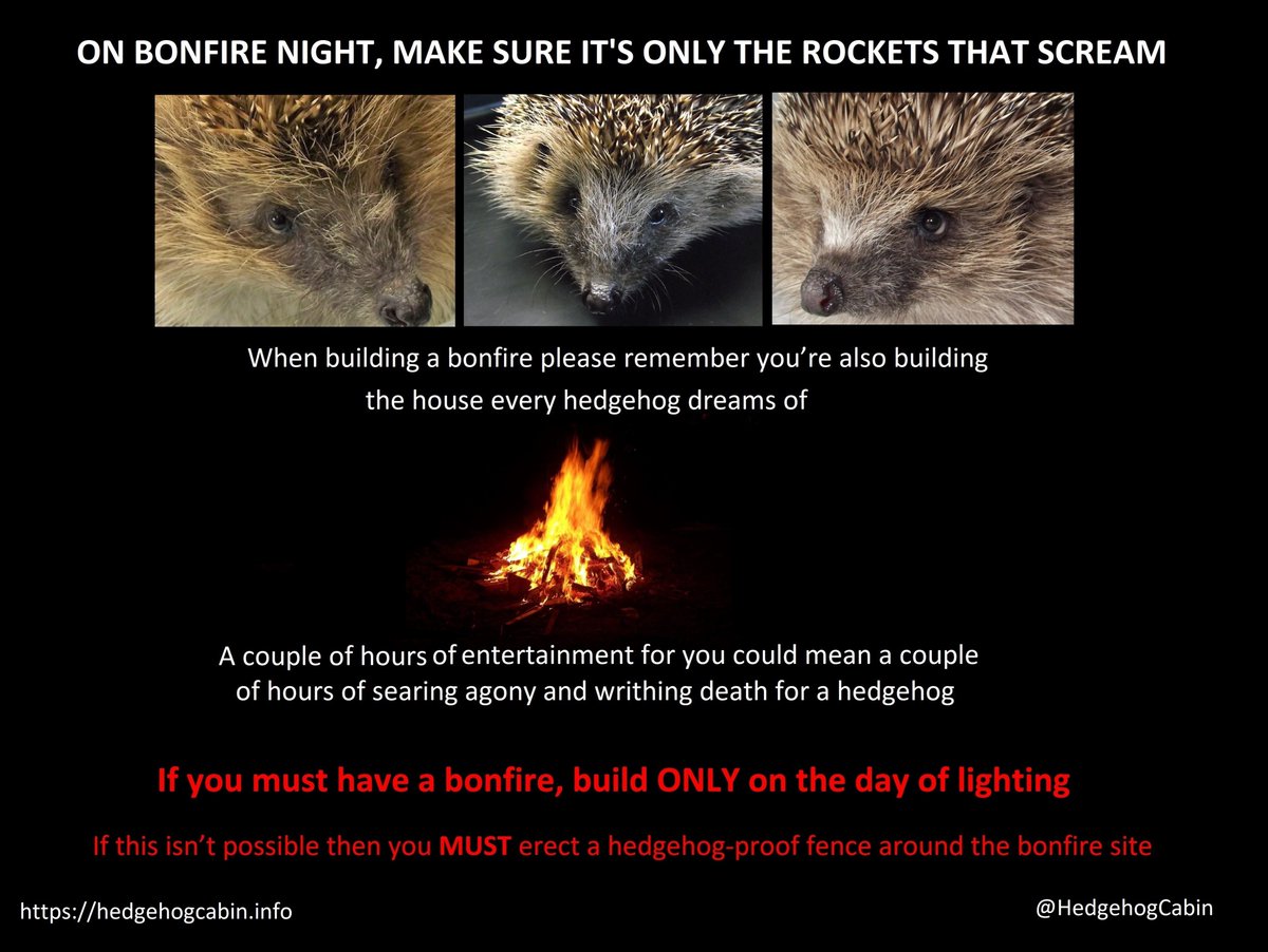 We have to stop killing our hedgehogs. Most people are kind and would do the right thing if made aware, so please help everyone see this. https://t.co/X6Ndi7Bwl7
