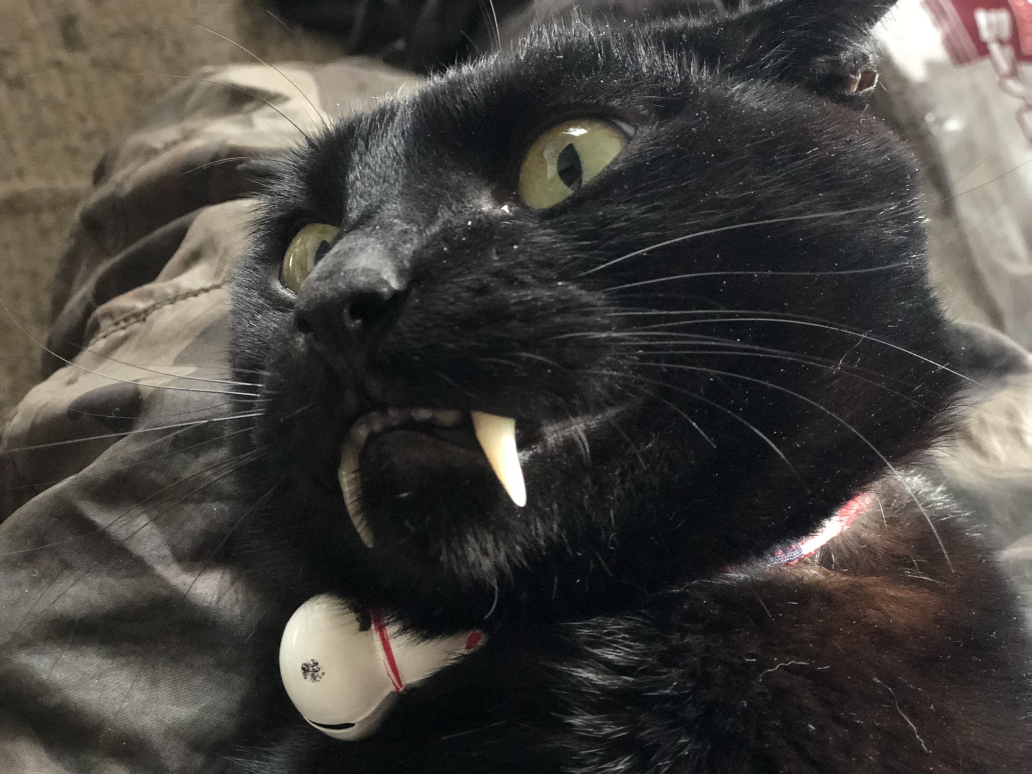 Savatora 牙 犬歯 が長い猫 知りませんか 歯茎に異常無いです この猫の様に 歯が見える猫はネットで見かけません 牙 黒猫 歯が長い猫 ドラキュラ猫 T Co Zfwstkno61 Twitter