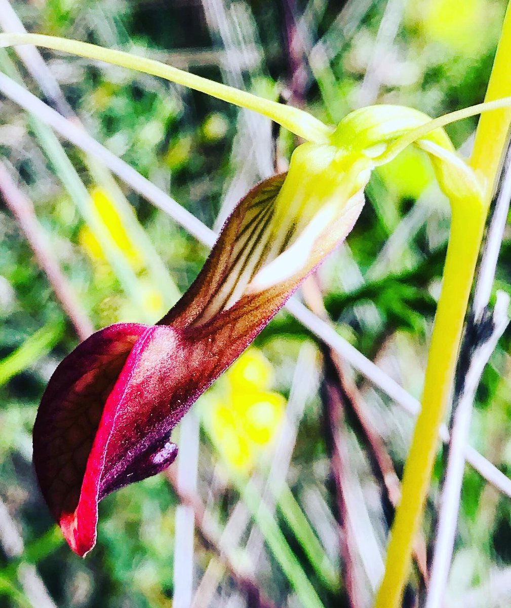 Slipper #orchids like jewels in the bush at Tozer’s Bush Camp near #BremerBay, #WesternAustralia - an international hotspot of floral #biodiversity known as the #FitzgeraldRiverBiosphere . Due to #climatecrisis, #rainfall has already dropped by 20% putting these beauties at risk. https://t.co/u4DfWySYxS
