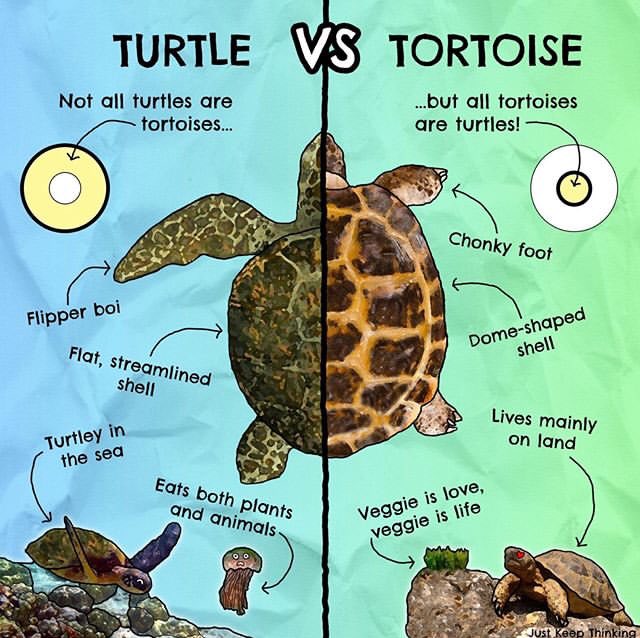 Most people think Turtle & Tortoise are same. You knew ??