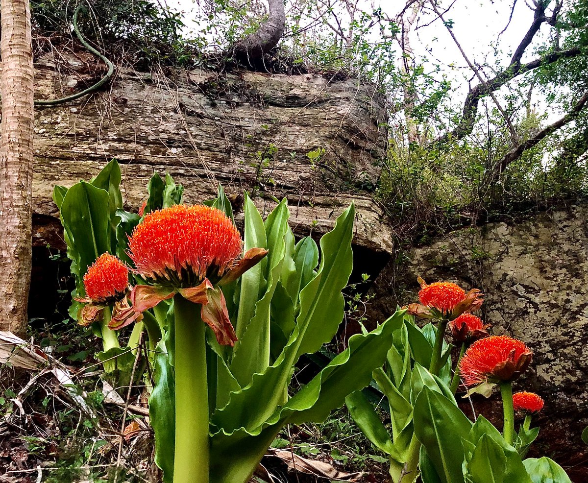 Blood lilies also known as scadoxus growing beautifully by our natural rock pool.

Fun fact is that these spectacular flower heads can each consist of 200 flowers! Amazing!

#eswatiniunlocked #TiniTwitter  #eswatini #localtourism #AWonderAwaits #ExploreEswatini #VakashaEswatini