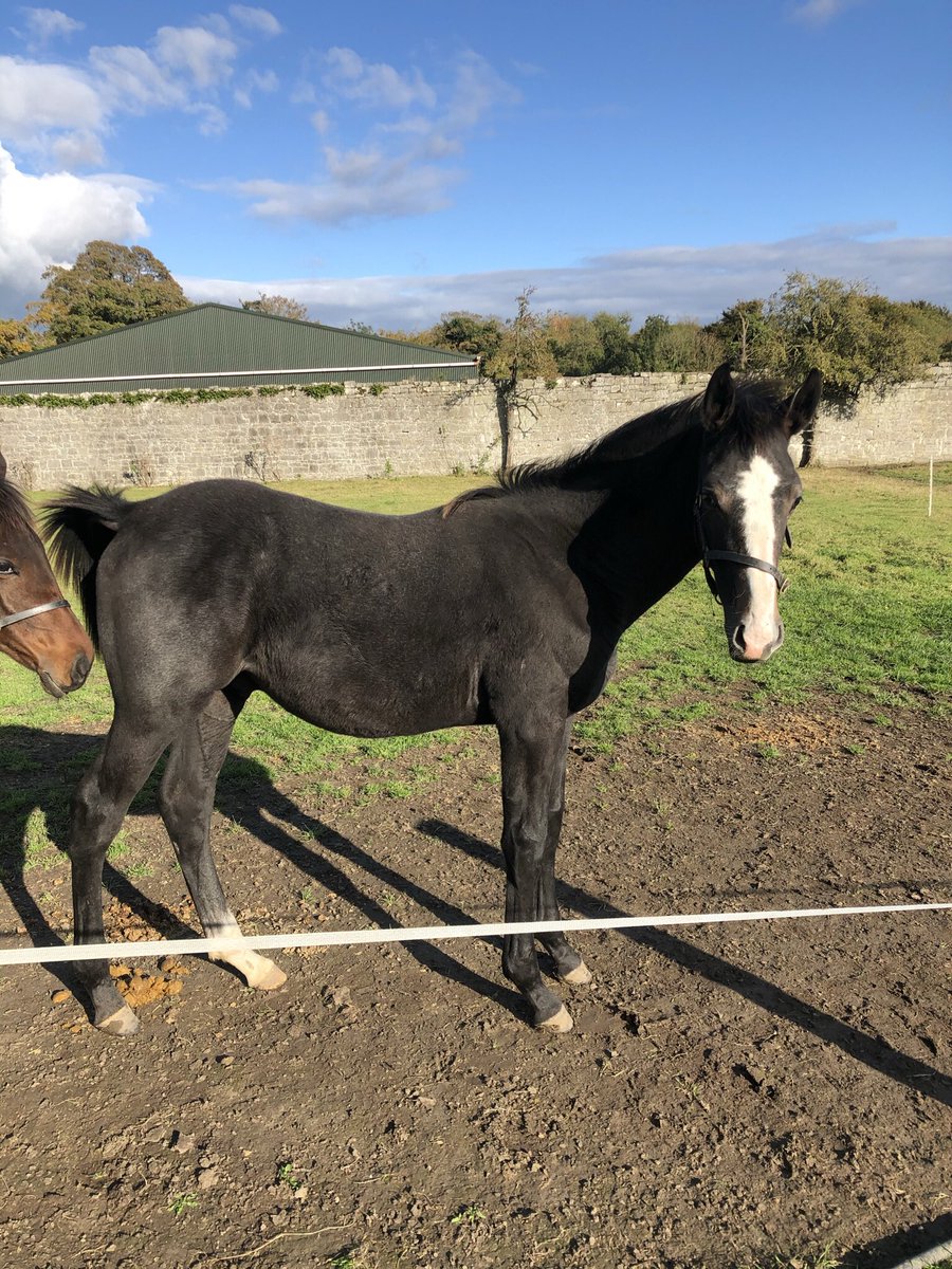 Hheffernan161's tweet photo. Smashing Grey Colt by Walk in the Park will be heading to the @tatts_ireland November National Hunt Sale, now rescheduled to 12-14 Dec. Half brother to @gelliott_racing Bigbadandbeautiful, and @kimbaileyracing Dandy Dan. More videos and pictures to follow #springfieldstables https://t.co/CMP13fzrap