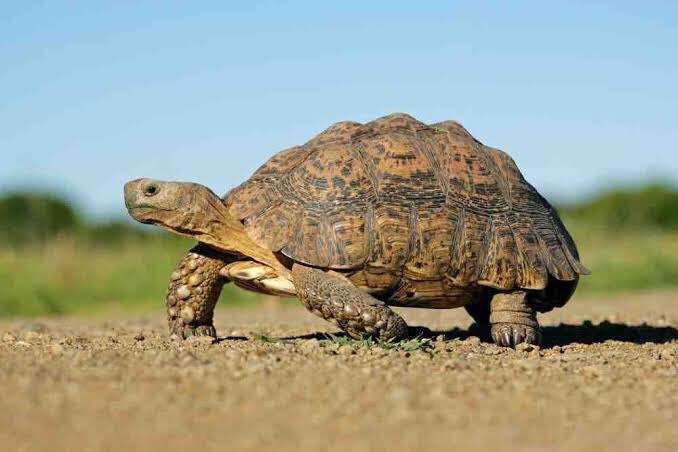 Which one is this. Turtle or tortoise ?