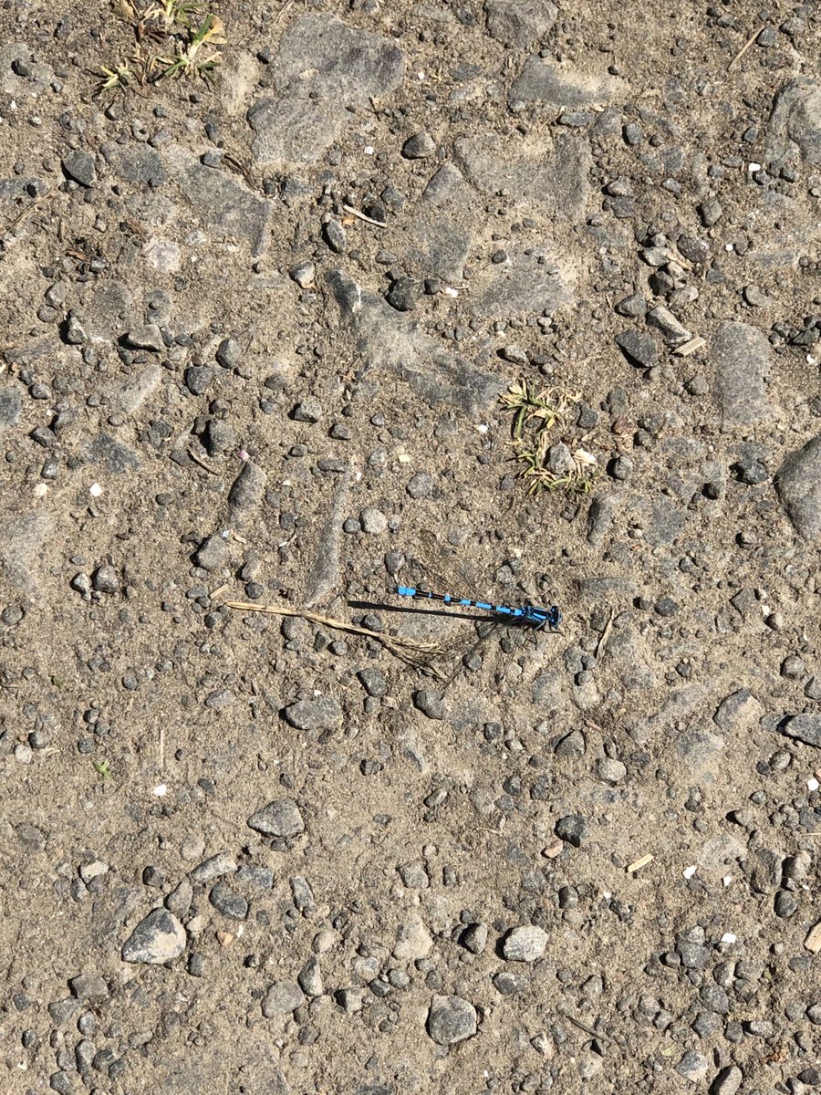 ⁦<a href="/BDSdragonflies/">British Dragonfly Society</a>⁩ can you tell me what this is ?