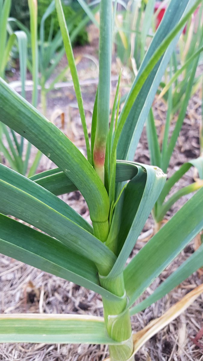 weezmgk's tweet photo. #garlic2020 is about 6 weeks from harvest. Scapes starting to form. We'll snip those off in hopes of maximising bulb size. https://t.co/E4Wc9VYCQI