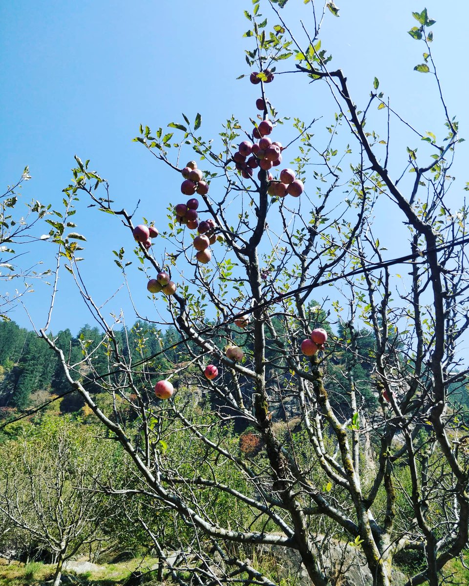 My hardwork today - plucked apples from the jungle 😇😇
#HimachalPradesh #IncredibleIndia #himalayas https://t.co/cVp0VQ84al