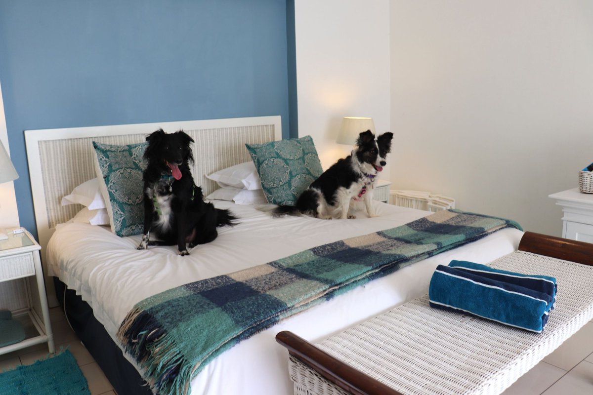 New Post: Road Trip With Your Dog – West Coast
buff.ly/34cl271