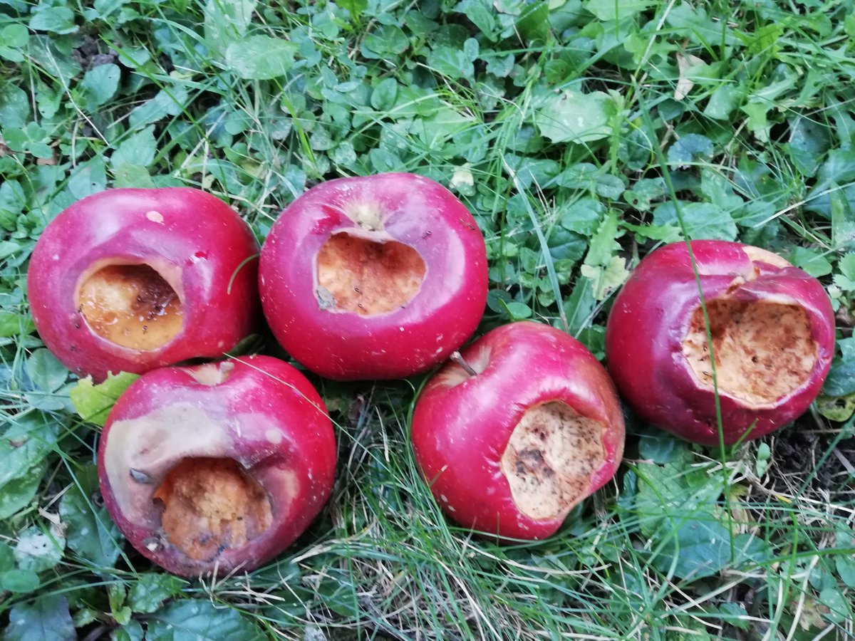 ibirus's tweet image. Happy Apple day! #2020edition