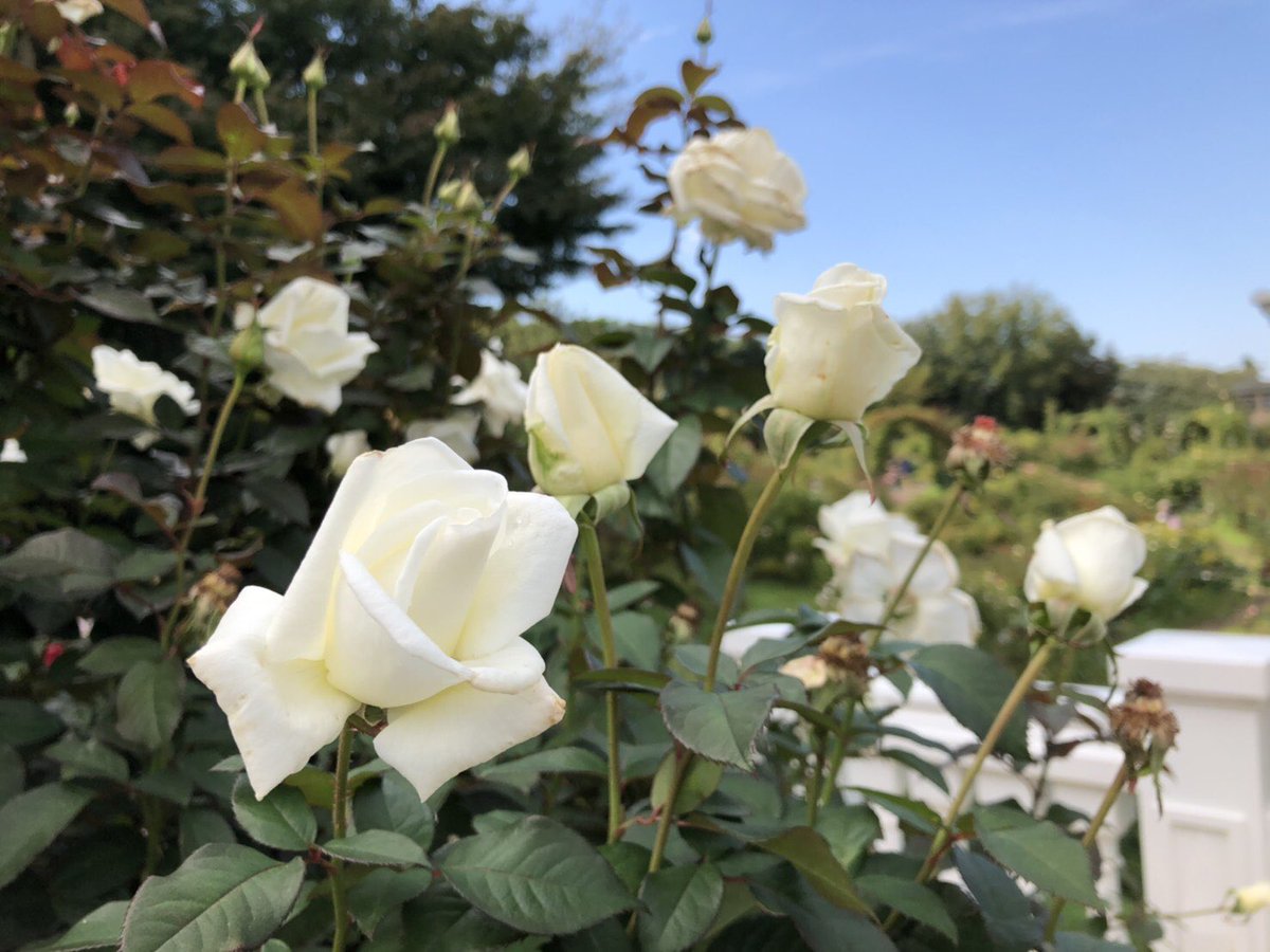 京成バラ園のみよちゃん オスカル フランソワ 清らかに澄み切った白の大輪花は フランス革命の時代を情熱的に生きた男装の麗人 オスカル フランソワ ド ジャルジェの面影そのものです 03年ローマ国際コンクールht部門金賞 芳香部門金賞