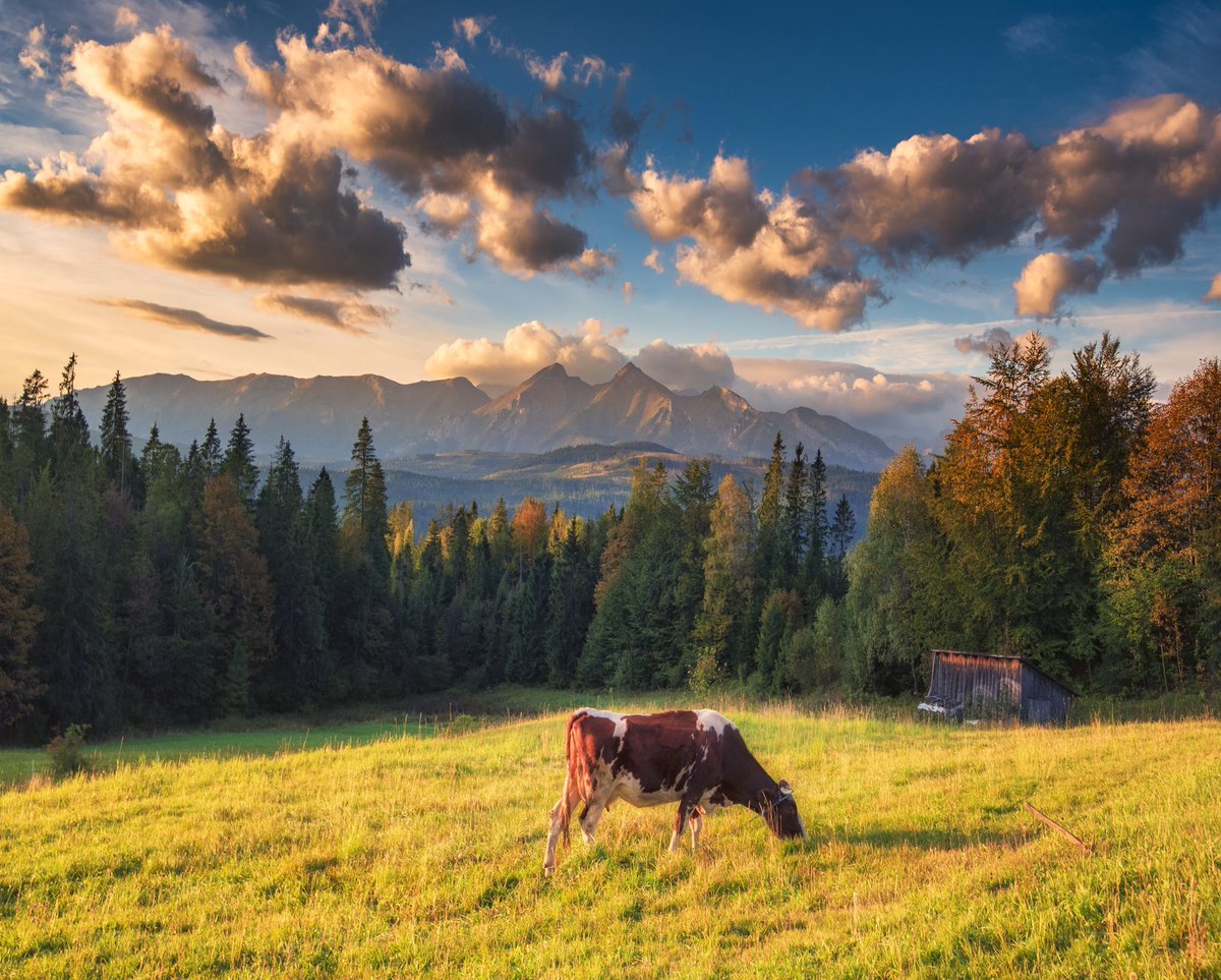 ThisIsSlovakia_'s tweet photo. Autumn vibes 🍂🍁🏔 
#ThisIsSlovakia 💛🇸🇰

#slovakia #slovensko #travel #tatry #hightatras #vysoketatry #Autumn 
#strbskepleso #October #beliansketatry 
( 📷 Boris Michalicek) https://t.co/hKWOaNaRow