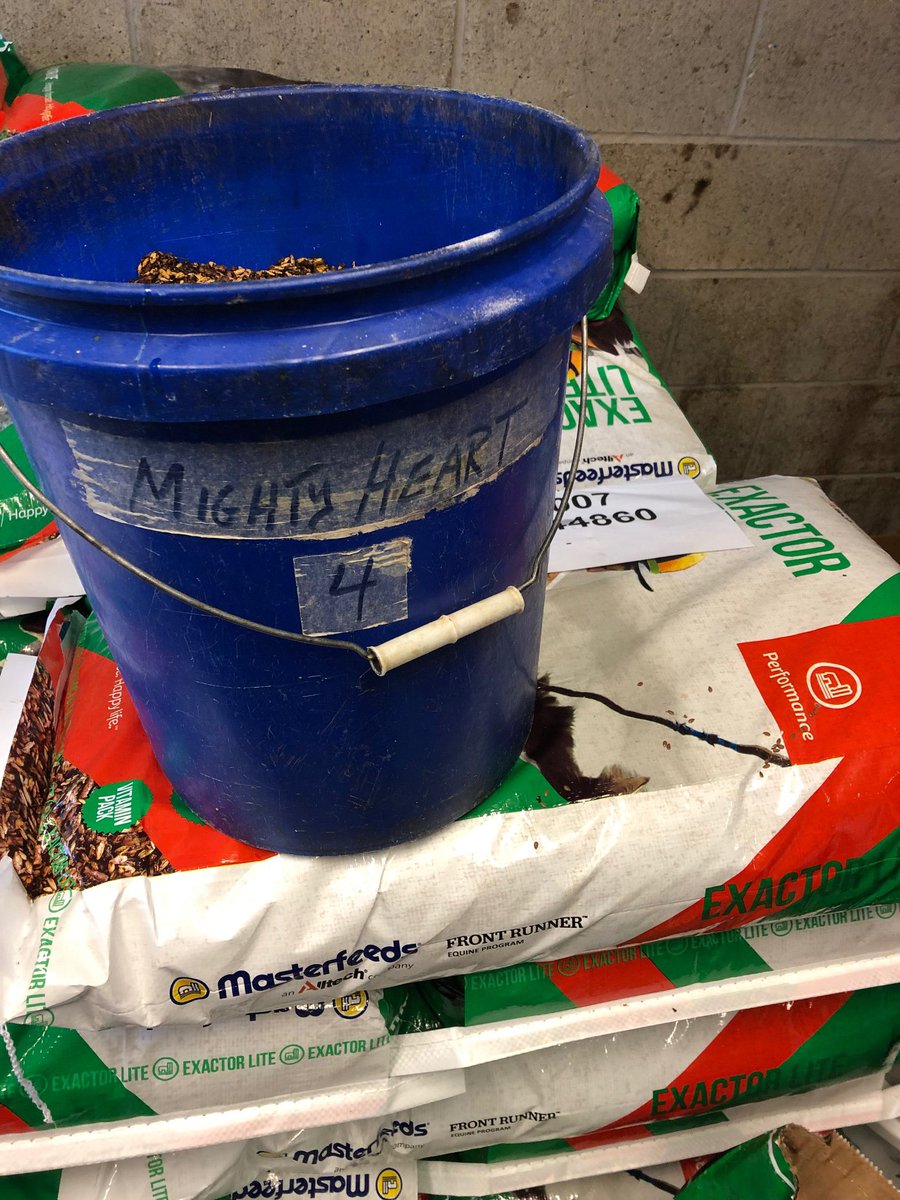 MFeedsEquine's tweet photo. Fuelling up on Exactor Lite. πͺπΌ
Mighty good lunch for a mighty cool horse!
Only a few more days to see if Mighty Heart can snag the third π at the #BreedersStakes π
#MasterfeedsMonster #ExactorLite #MightyHeart https://t.co/hzXqWA82NM