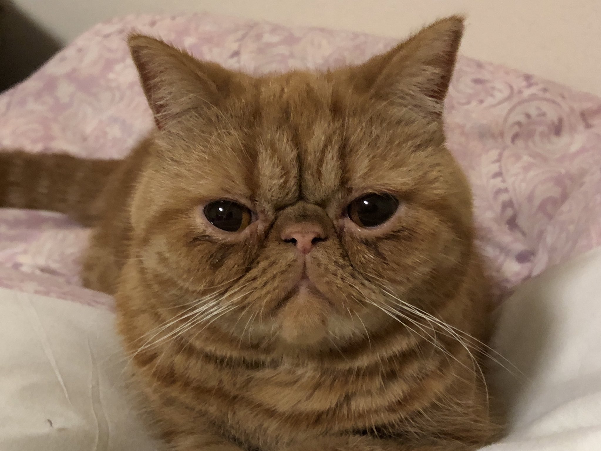 うに かわいいが過ぎる 猫 エキゾチックショートヘア 猫好きさんと繋がりたい うに かわいいが過ぎる 猫 エキゾチックショートヘア 猫好きさんと繋がりたい