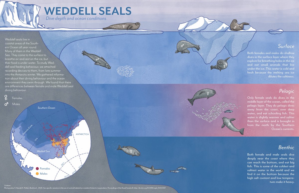 theoni_p's tweet photo. This work has been beautifully illustrated by @AlexBoersma_Art whom I was lucky enough to work with to develop this graphical abstract 7/7 https://t.co/2cTCrhIWn6