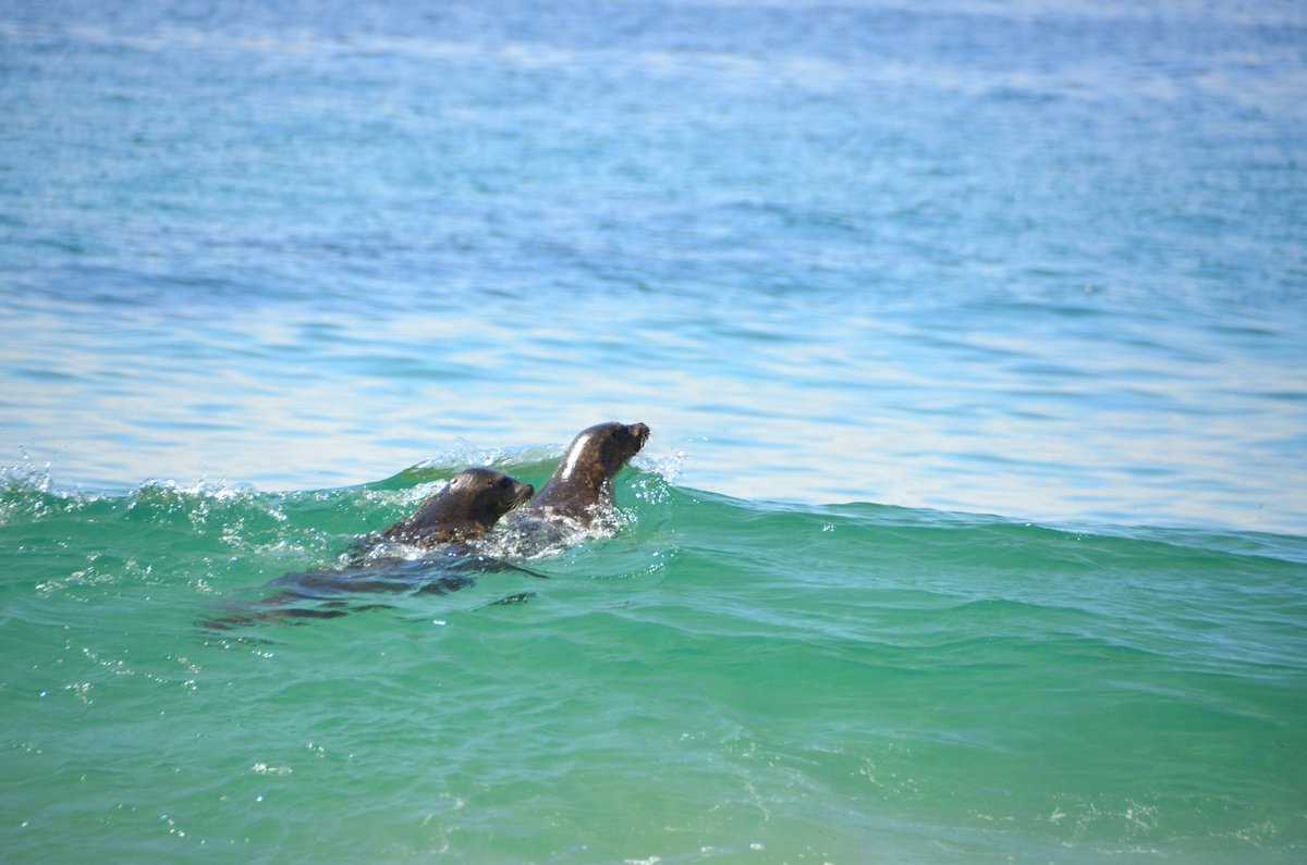 DDAF (@ddaf_org) on Twitter photo Meet Sterling! <a href="/PacificMMC/">Pacific Marine Mammal Center</a> rescued Sterling on May 26 from Goff Island, Laguna Beach. He was malnourished, dehydrated and had a large injury from a cookie cutter shark on his right side. Recovered great and was released 9/1. Meet Sterling! <a href="/PacificMMC/">Pacific Marine Mammal Center</a> rescued Sterling on May 26 from Goff Island, Laguna Beach. He was malnourished, dehydrated and had a large injury from a cookie cutter shark on his right side. Recovered great and was released 9/1.