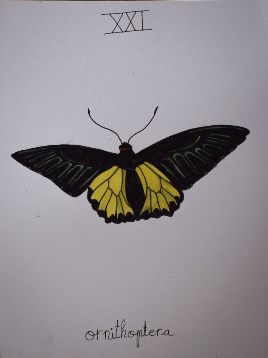 pelophylax's tweet photo. #insectober day 21: troides https://t.co/seN0Jn9Mev