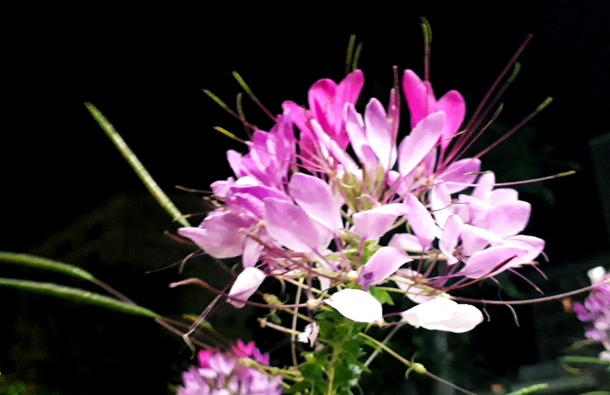 ちこり 産地直送 Fwf I Mﾁｺﾘﾝ 夜の蝶 撮れました ˊᗜˋ ƹӂʒ クレオメの花言葉 秘密のひととき あなたの魅力を心に刻む 花言葉も素敵 ღ ˇ ˇ O ᔆᵘᵗᵉᵏⁱ クレオメ 西洋風蝶草 セイヨウフウチョウソウ 花写真 花言葉 You39rt