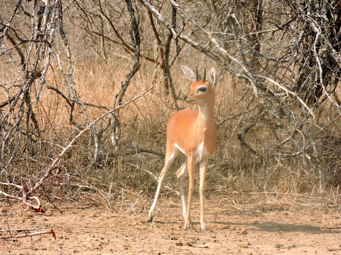 They weigh a mere 9 to 13 kg, and I don't think they stand much chance against their predators, like lion, leopard, cheetah, hyena, eagles, etc.