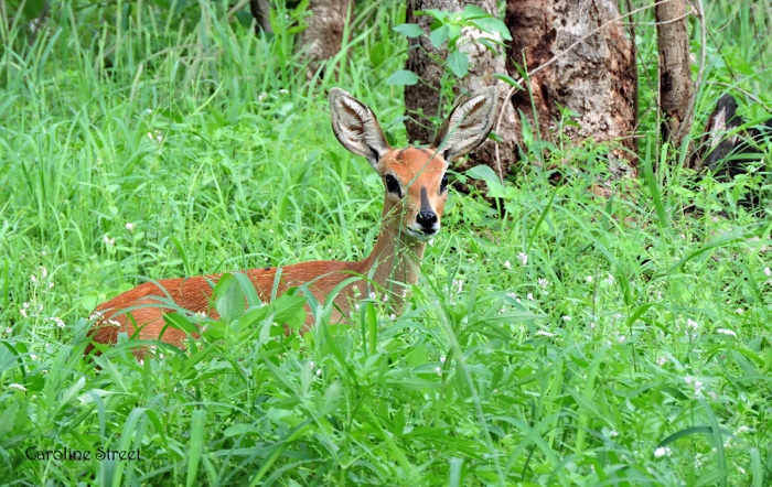 Just as well, the Steenbok is not water dependent, and can get enough moisture out of the food they eat.  They will drink water when it's available. They eat leaves, shoots, bulbs, seeds, and wild fruits. I find it strange that they seldom eat grass!