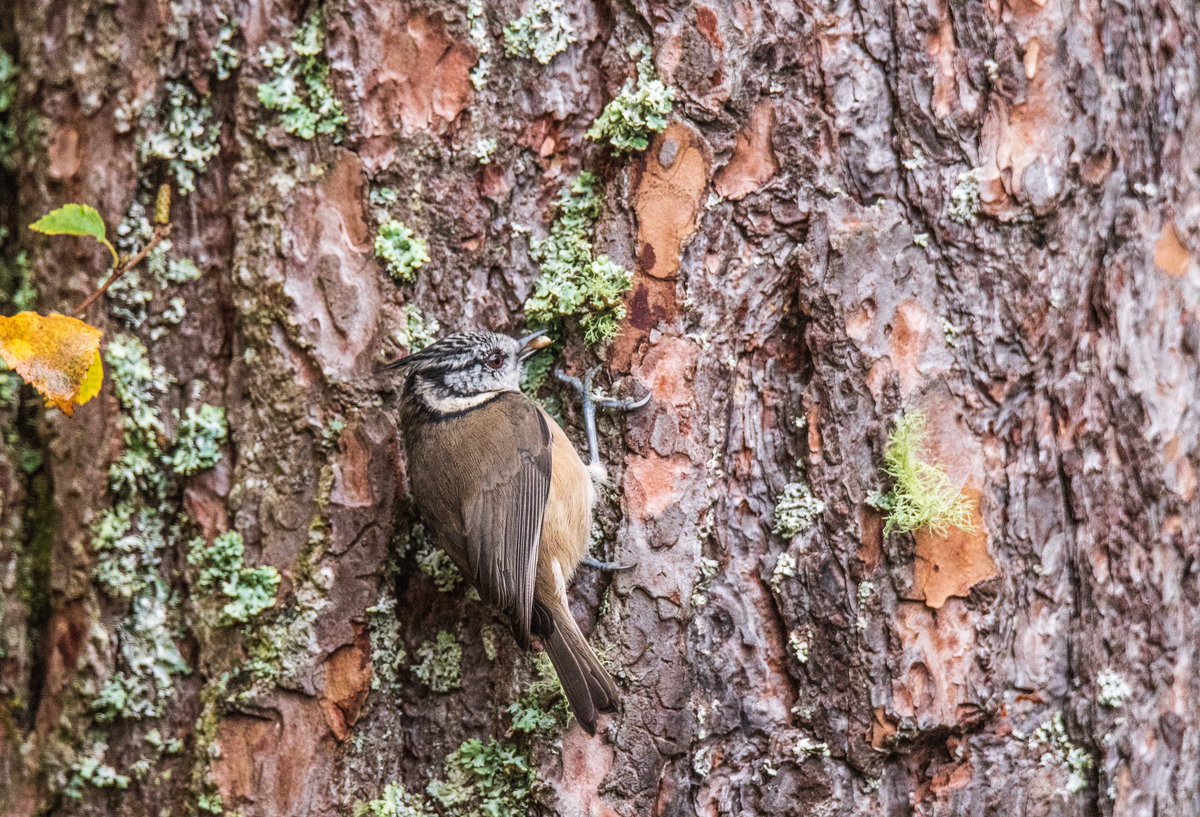 SusannahArche11's tweet photo. Crested tit, doing a very good job of blending in. Loch Garten, Cairngorms. #Cairngorms #scottishwildlife @RSPBLochGarten https://t.co/HLIdEm29mO