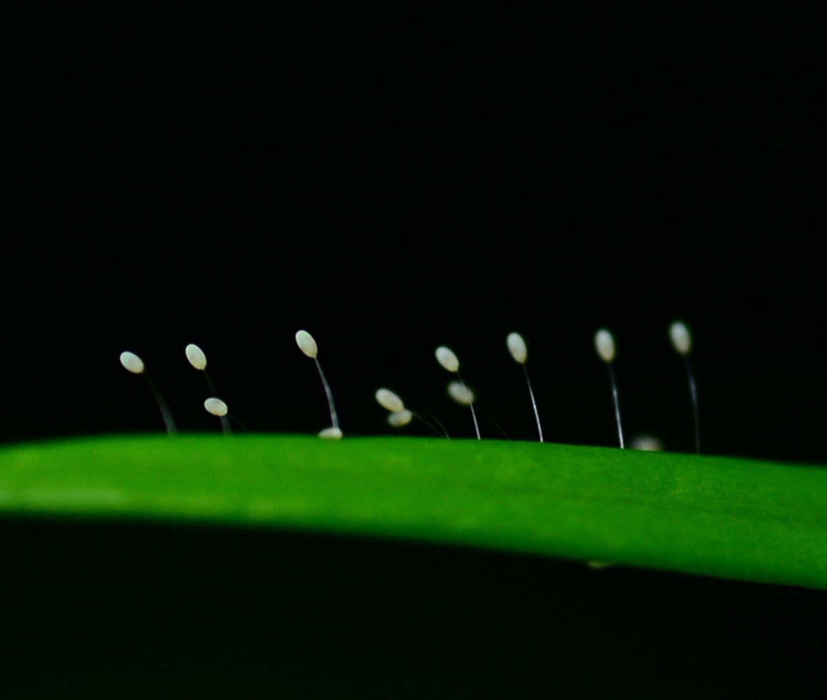 優曇華 優曇華