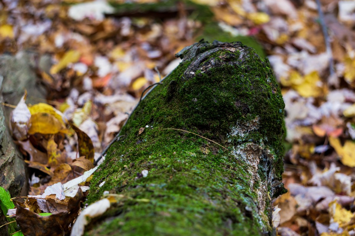 JRussPhoto's tweet image. Fall Moss, Fungus, and Lichens