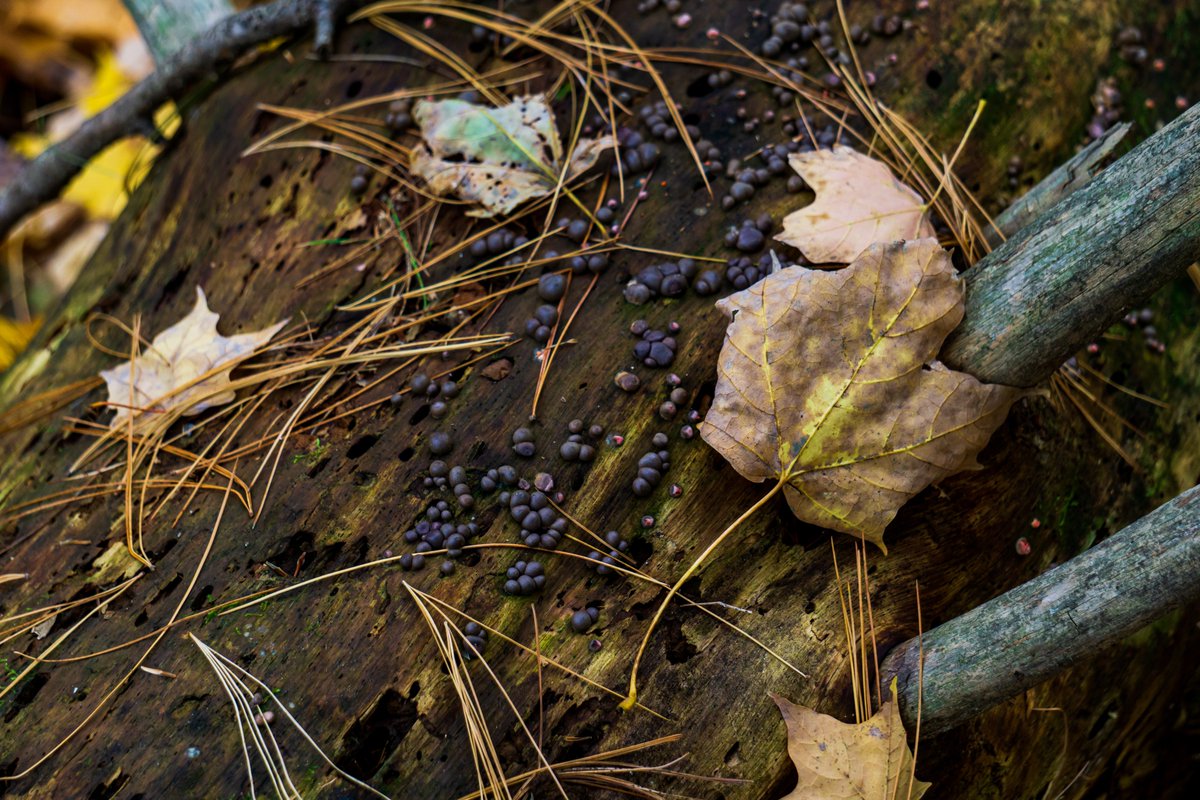 JRussPhoto's tweet image. Fall Moss, Fungus, and Lichens